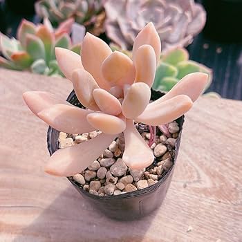 フレニュー錦色班双苗　多肉植物　パキフィツム ○多肉植物 パキフィツム ベビーフィンガー 2.5寸苗 C4014